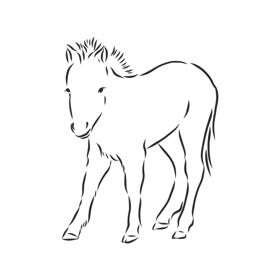 desenho vetorial de cavalo vetor