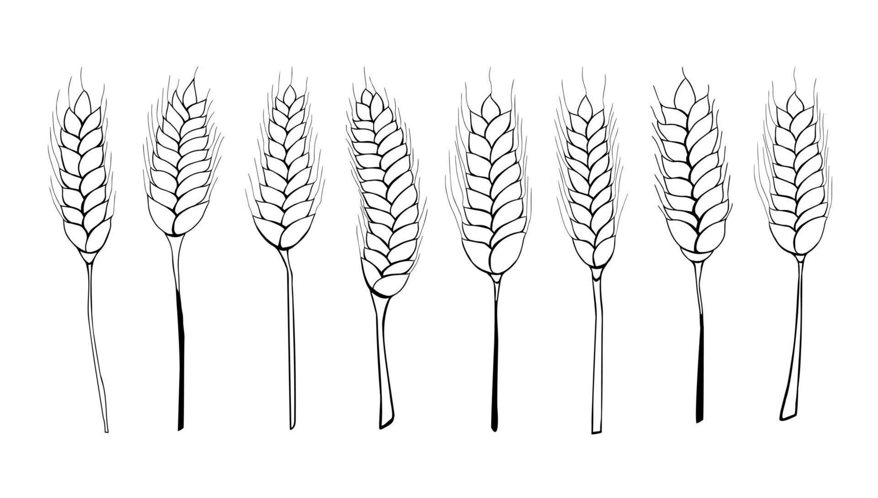 conjunto de espigas de trigo ou centeio desenhadas à mão, espigas de cereais vetor