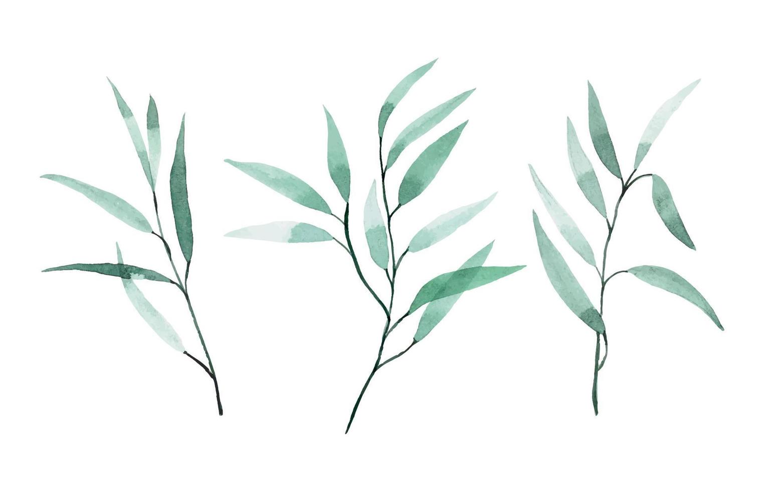 desenho em aquarela. conjunto de folhas de eucalipto. folhas verdes tropicais isoladas no fundo branco elegante em estilo vintage. vetor