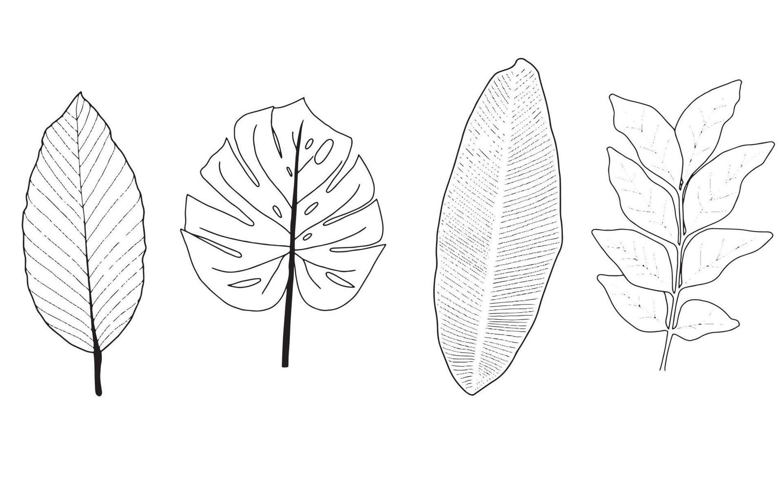 conjunto de folhas tropicais com contorno preto sobre fundo branco vetor