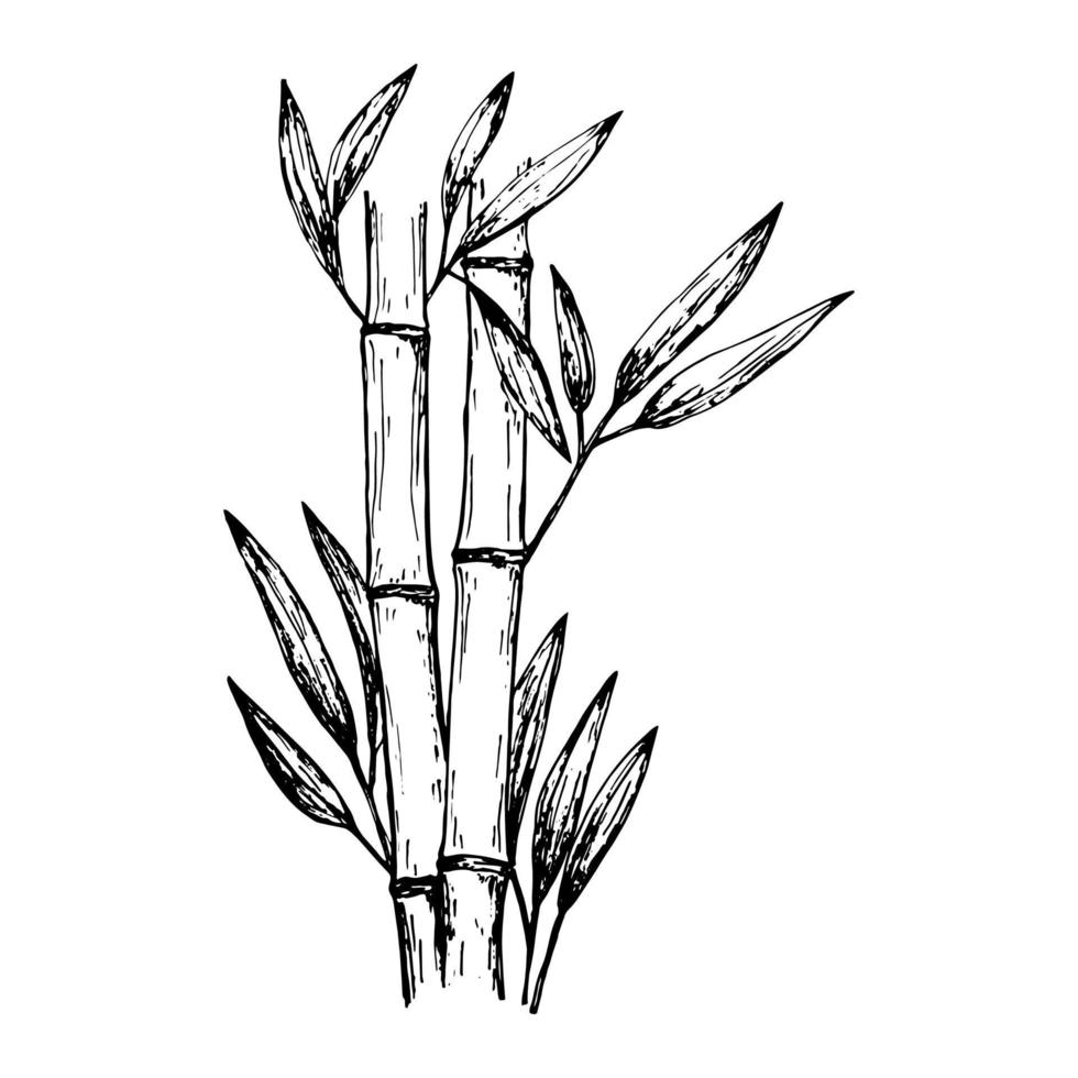 bambu desenhado à mão no estilo de desenho. ilustração de planta minimalista preto e branco vetor