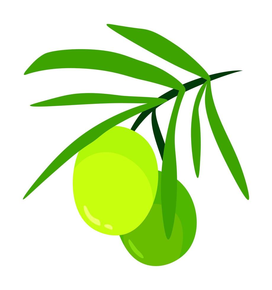 ramo de oliveira verde com frutas. ilustração dos desenhos animados isolada no fundo branco. vetor comida natural saudável orgânica fresca colorida. elemento de design de marca de logotipo de azeite.