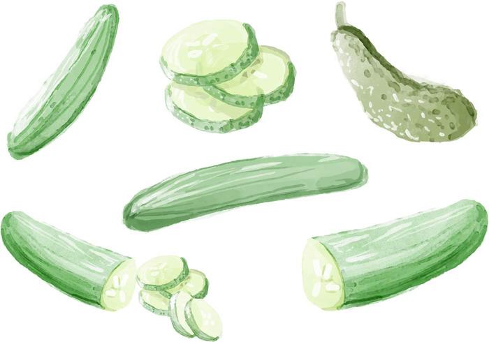 Vetores de pepino de aquarela