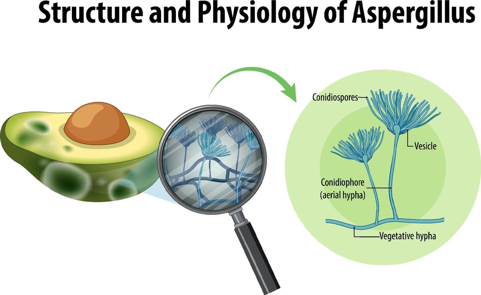 estrutura e fisiologia do abacate aspergillus vetor