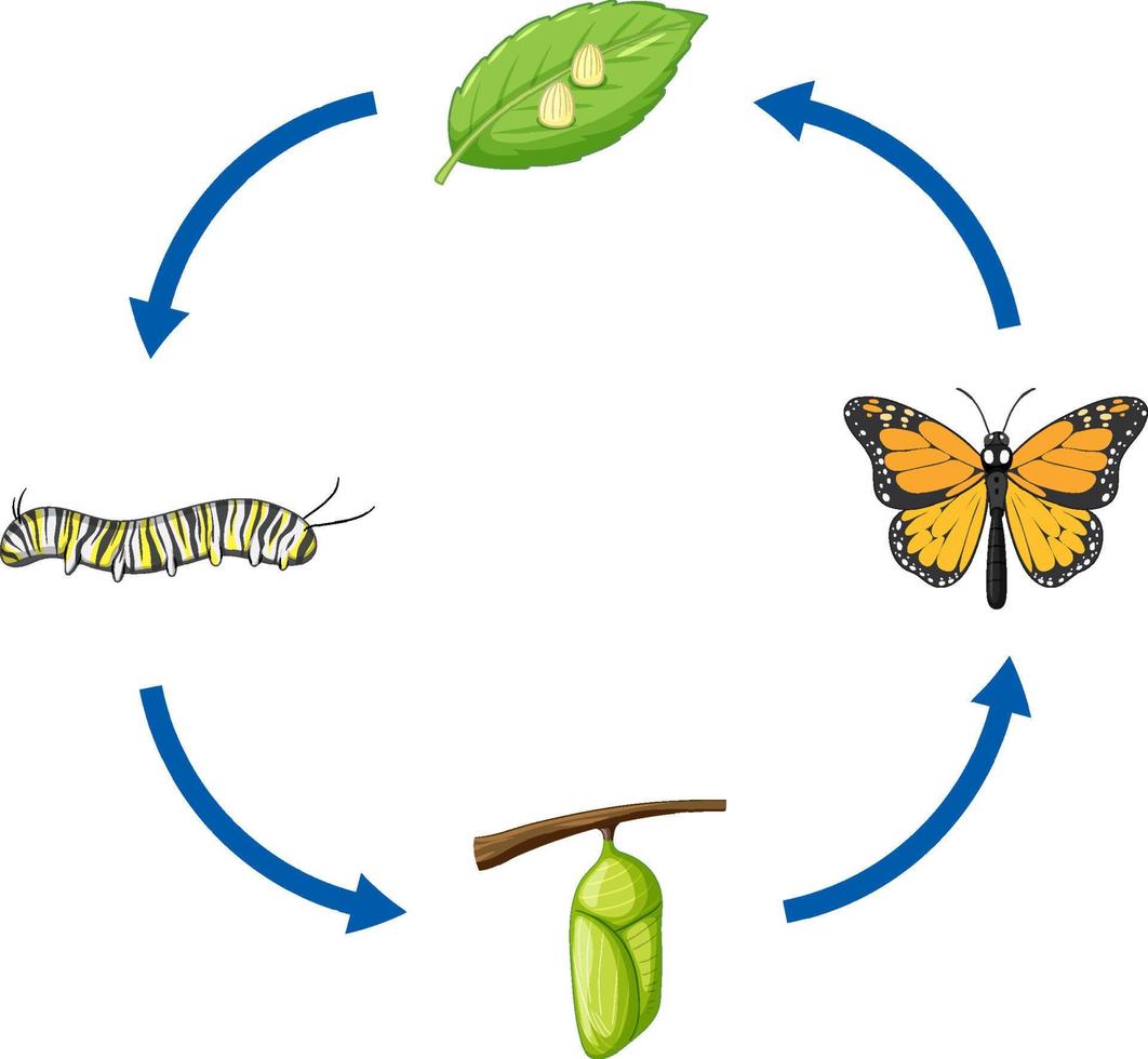 ciclo de vida da borboleta monarca vetor