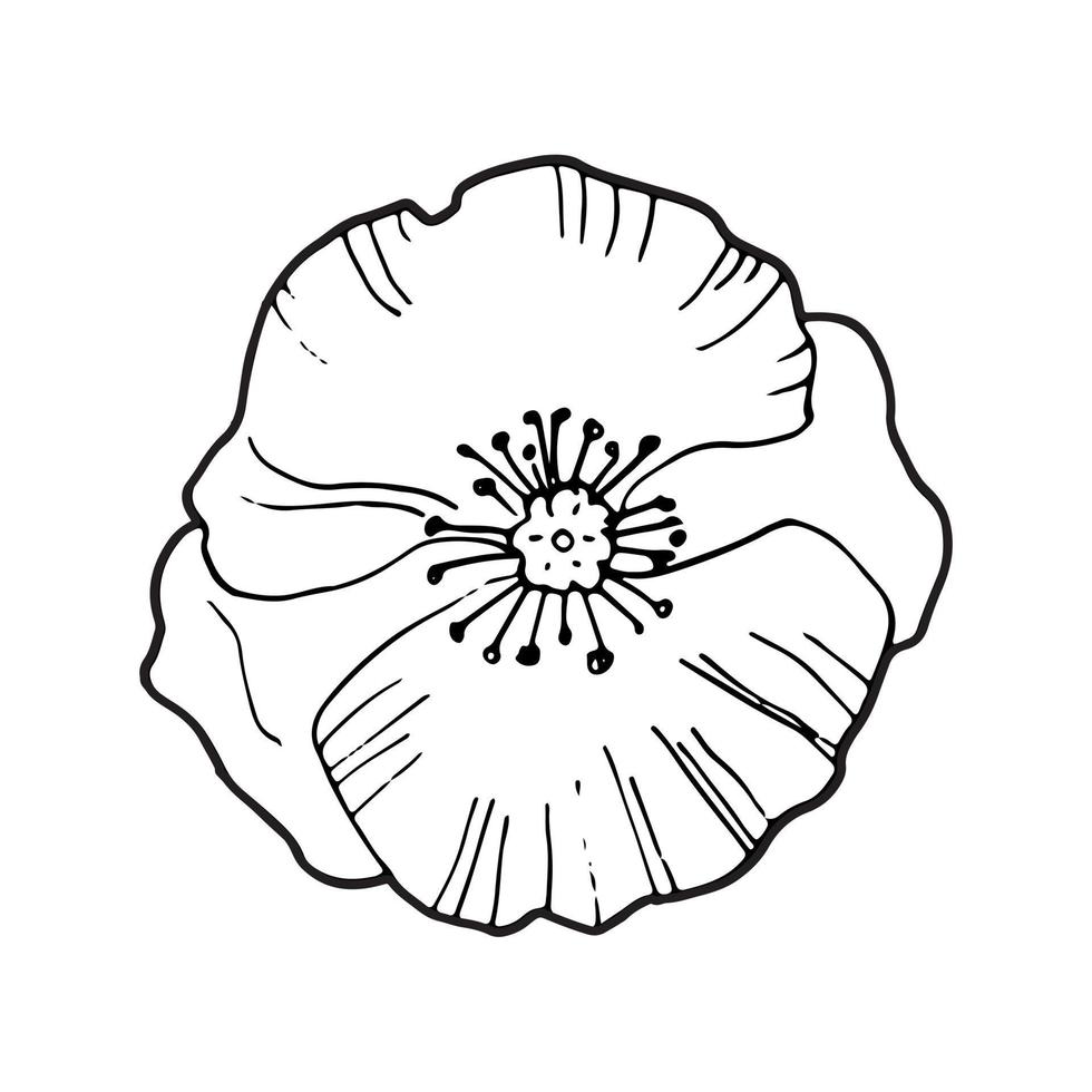mão desenhando uma única flor de papoula isolada em branco, vista superior, vetor preto e branco doodle