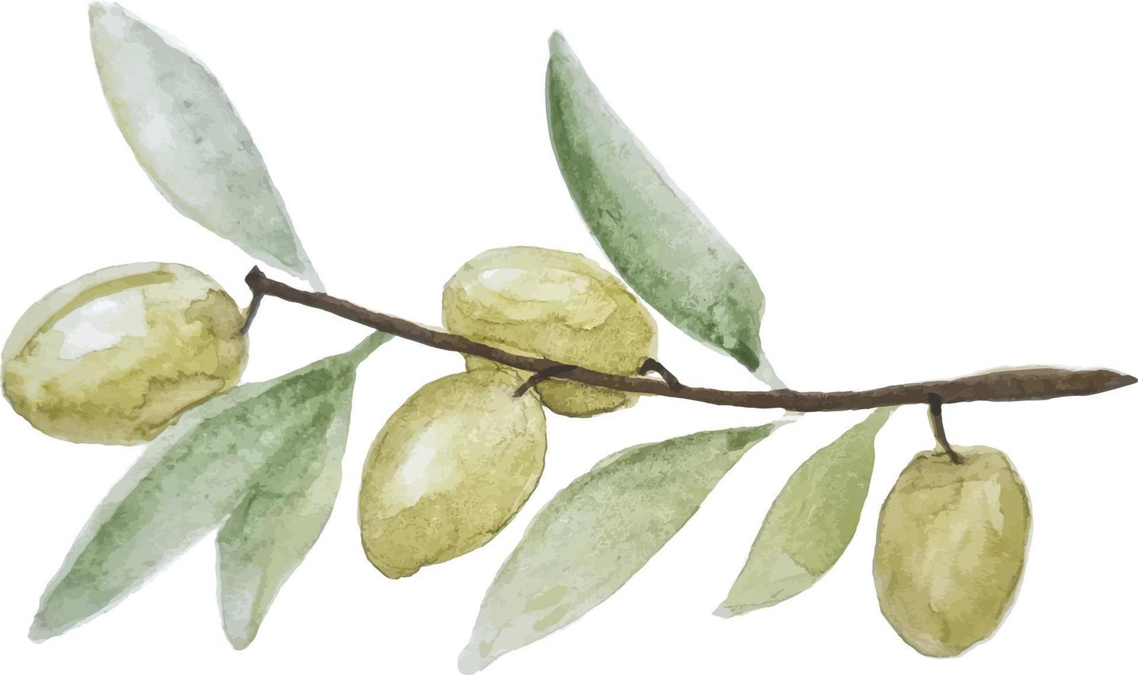 clipart de vetor de ramo de oliveira verde desenhado à mão em aquarela no fundo transparente