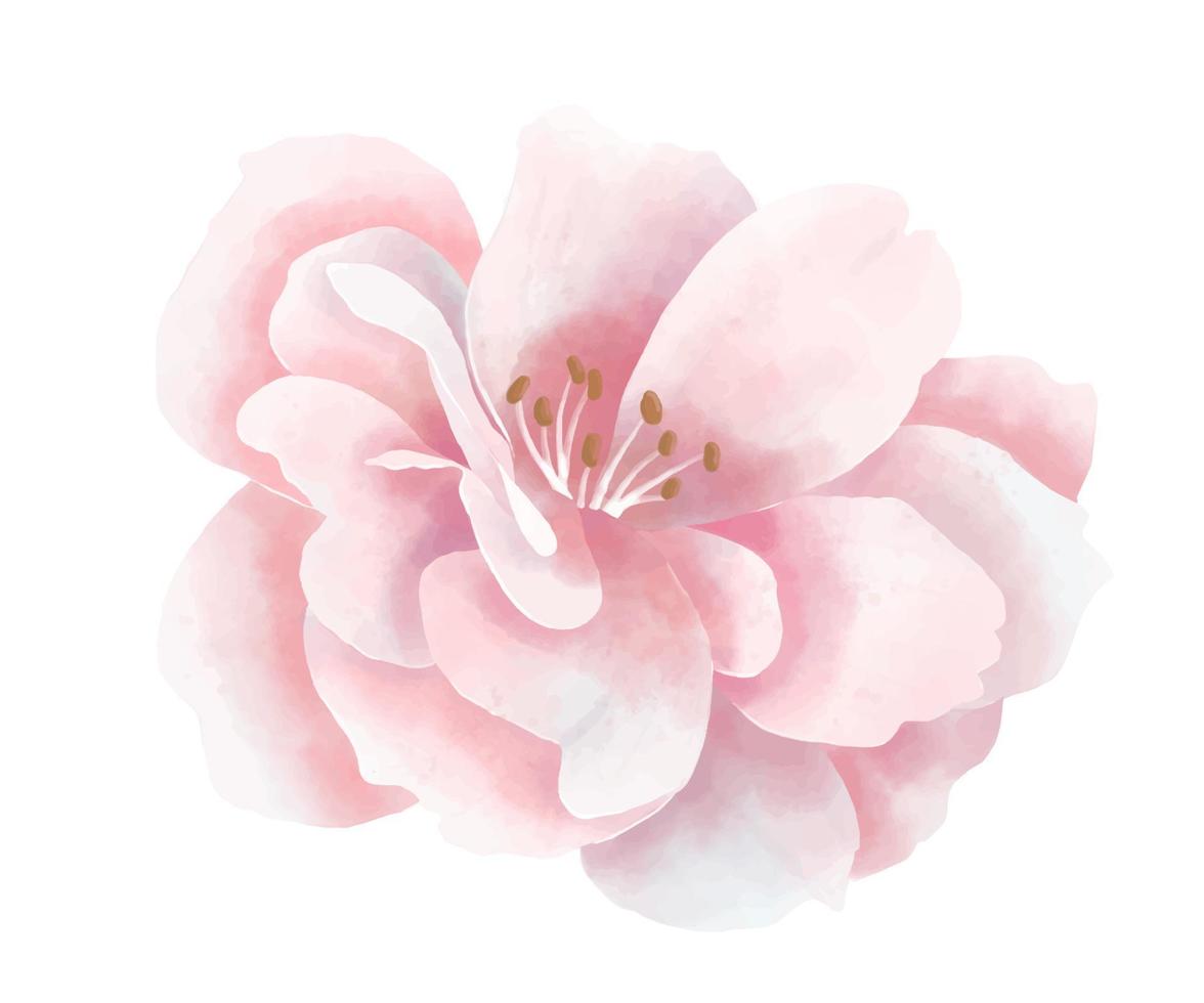 flor rosa em aquarela. ilustração em vetor pintado à mão de florescendo rosa em fundo branco isolado. desenho botânico para convite de casamento