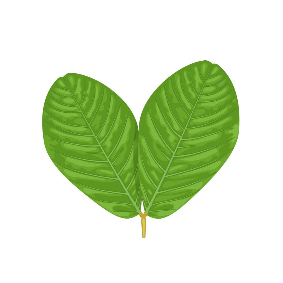 ilustração vetorial, flor de arbusto de vela ou senna alata isolado no fundo branco, planta medicinal à base de plantas. vetor