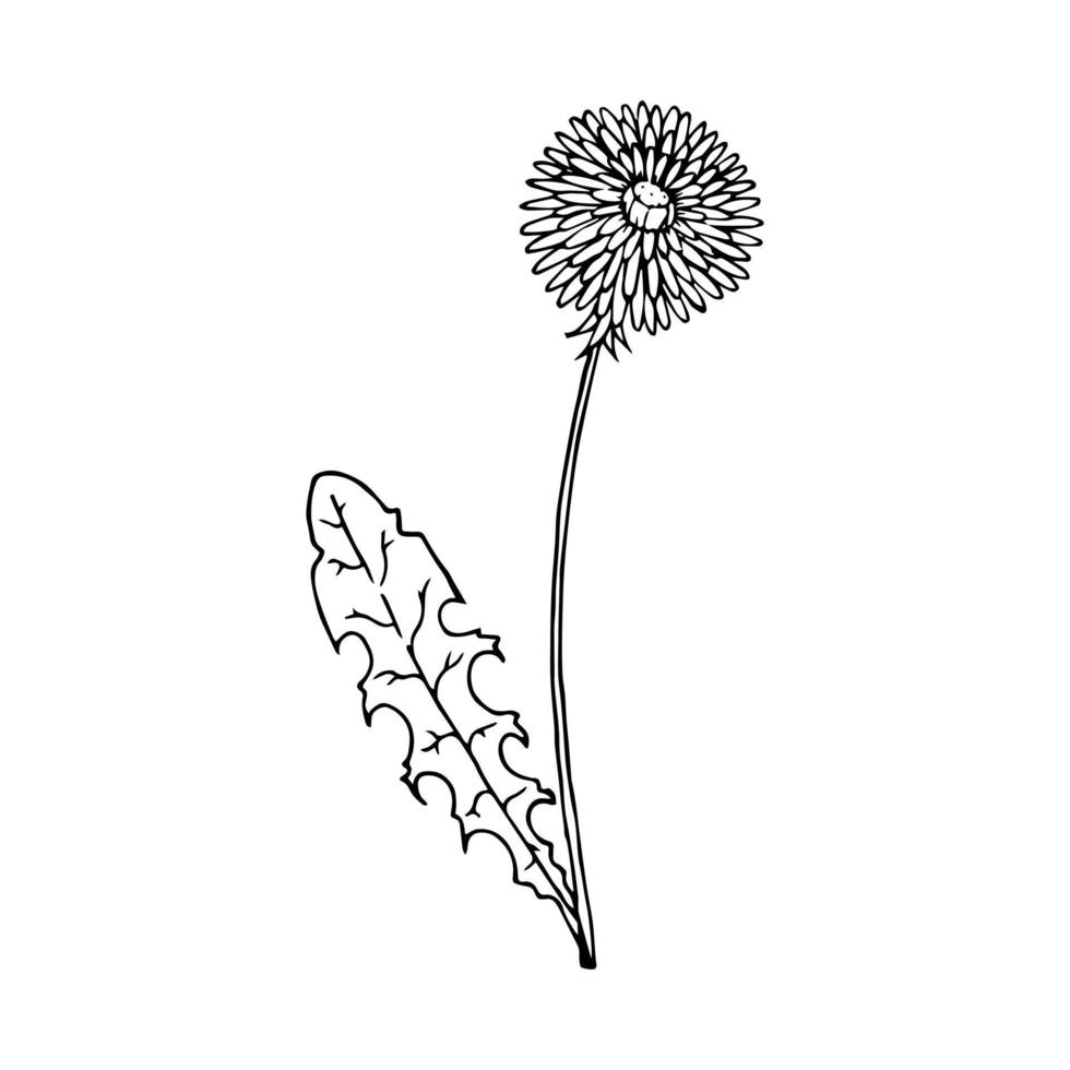 dente-de-leão doodle desenhado à mão. desenho vetorial de taraxacum. flores silvestres em estilo realista. contorno. vetor