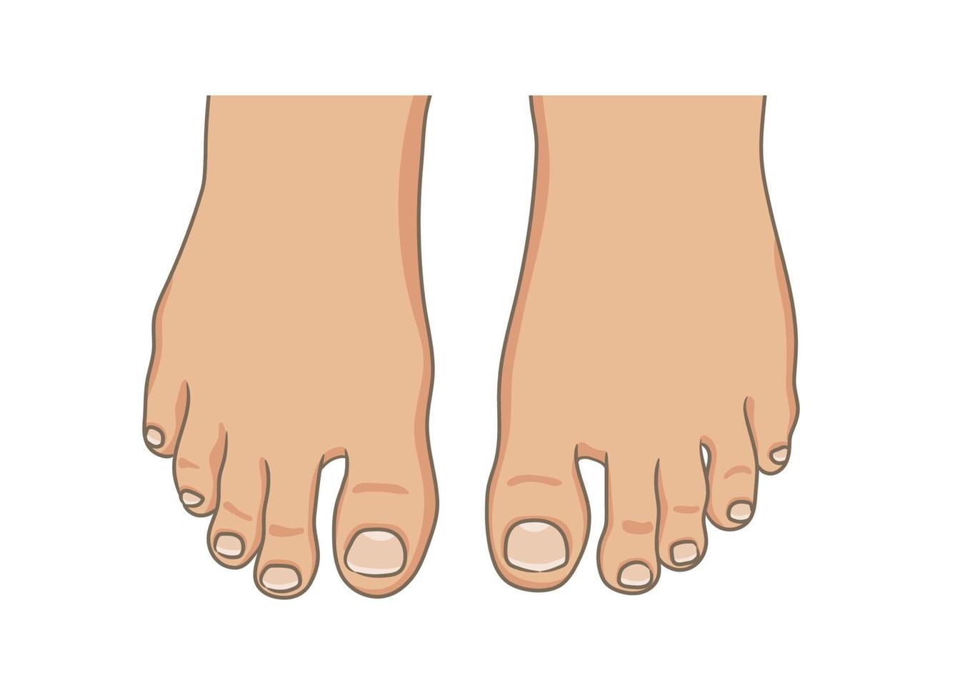 sola do pé feminino ou masculino, descalço, vista superior. unhas dos pés com ilustração pedicure.vector, estilo cartoon de mão desenhada isolado no branco. vetor