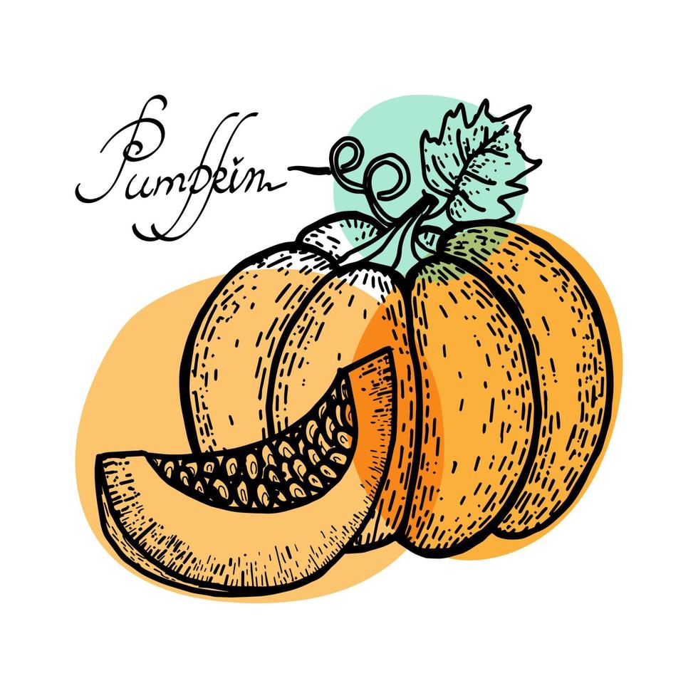 grande abóbora e folhas, doodle desenhado à mão no estilo de desenho. vegetal de outono. pedaço de abóbora. manchas abstratas em laranja brilhante e texto manuscrito. um símbolo de halloween e ação de graças vetor