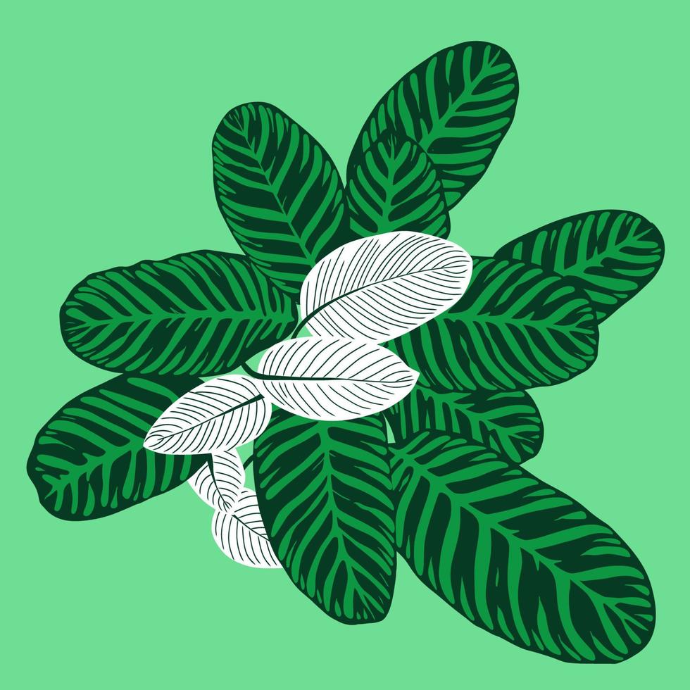 calathea orbifolia deixa composição decorativa, folha de planta tropical ornamental verde natural com padrão para design ilustração vetorial botânica de verão vetor