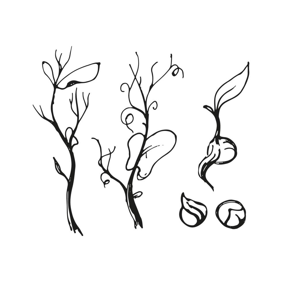 ervilhas de microgreens e ilustração de doodle de feijão. arte de esboço desenhado de mão vetorial. vetor