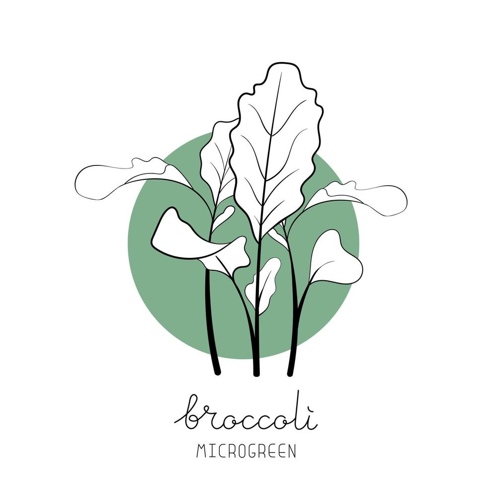 ilustração em vetor esboço microgreen. verde para jardinagem doméstica. planta de brócolis no fundo do círculo
