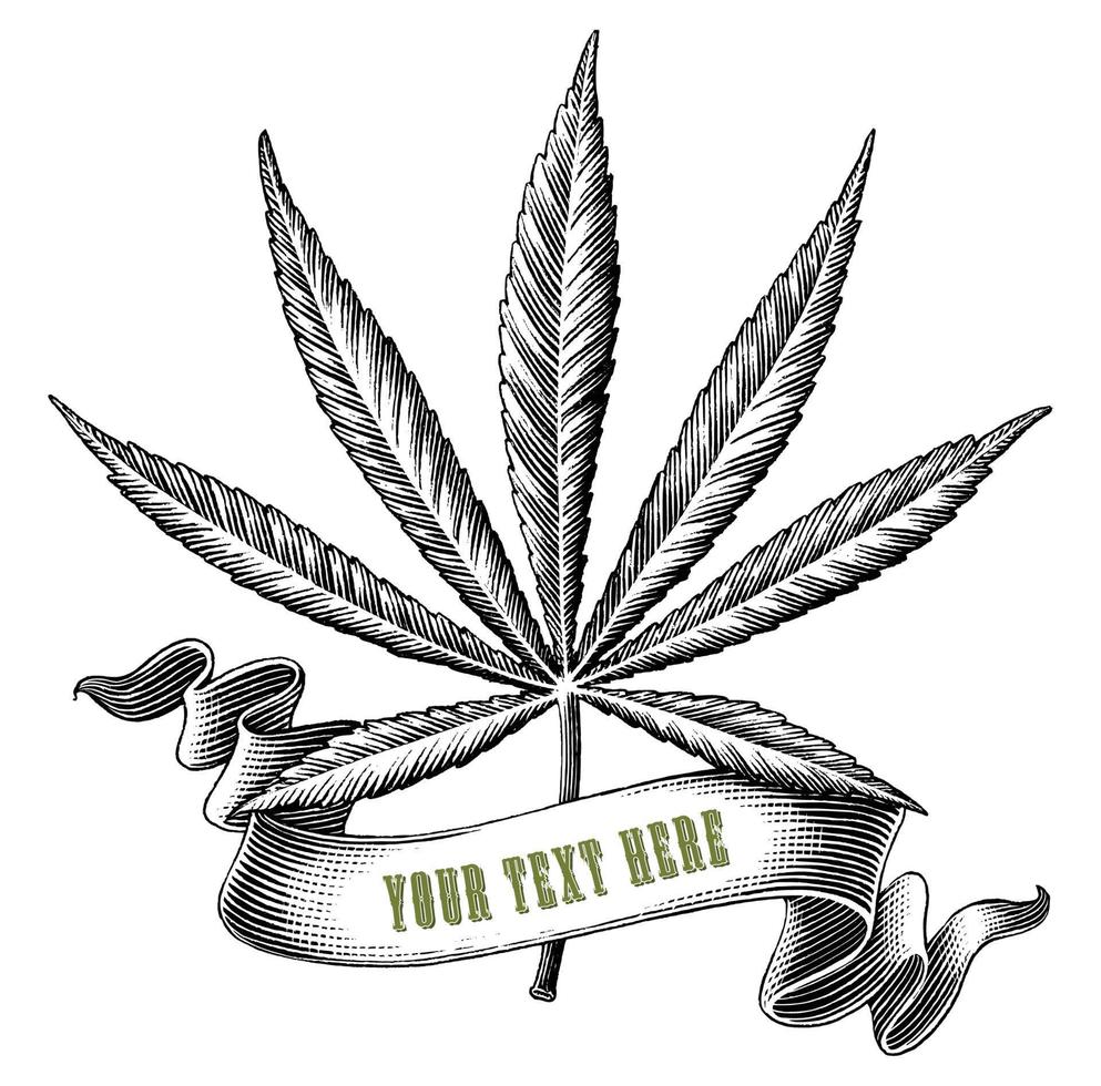 cannabis com logotipo de fita mão desenhar estilo de gravura vintage clip-art preto e branco isolado no fundo branco vetor