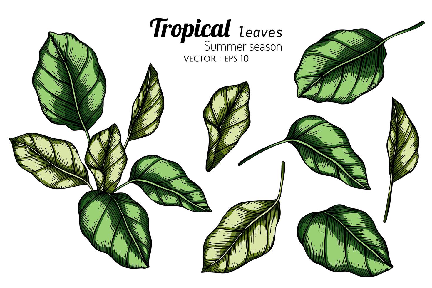 conjunto de ilustração botânica de folhas tropicais vetor