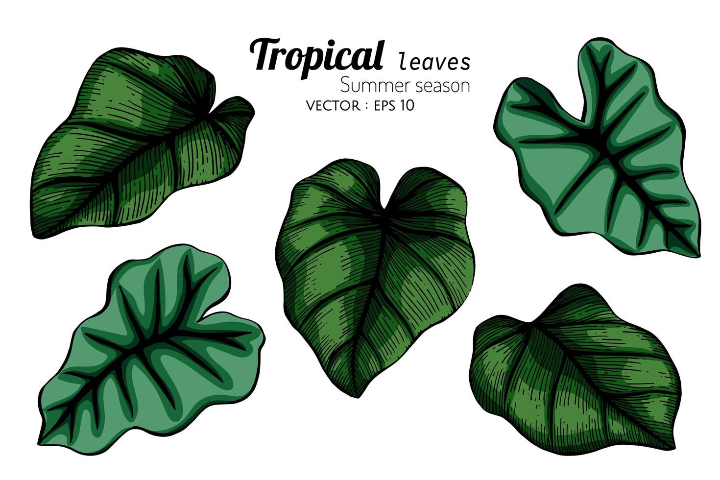conjunto de grandes folhas tropicais vetor