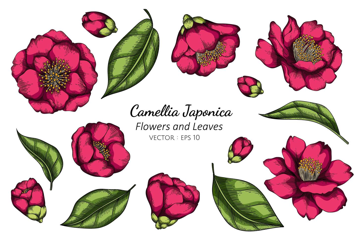 camélia rosa japonica flor desenho vetor