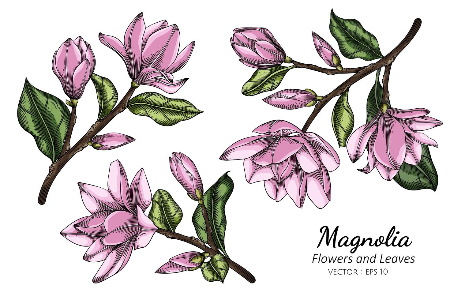 desenho de flor e folha de magnólia rosa vetor