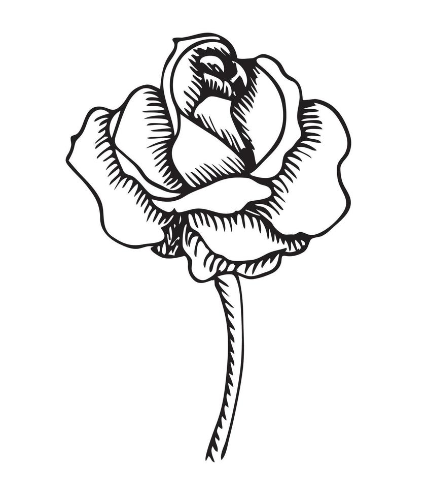 Flor rosa. desenho à mão. padronizar. ilustração vetorial. vetor