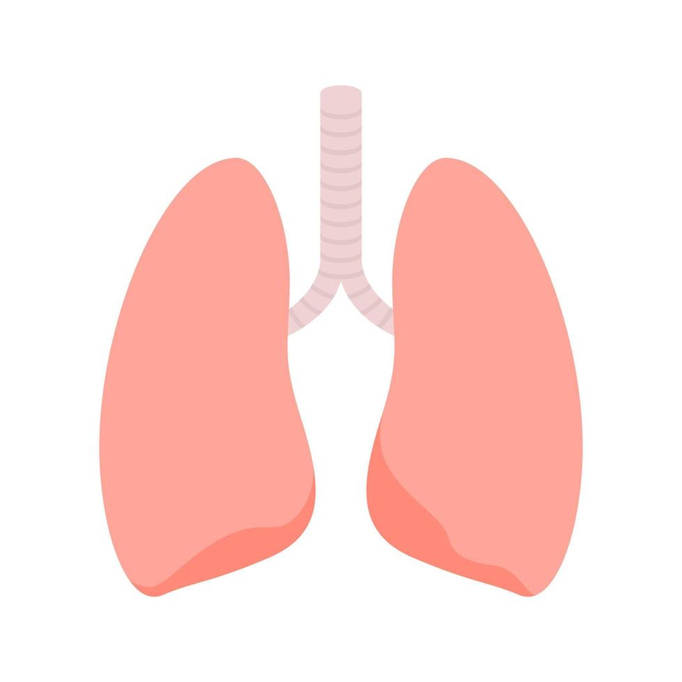 pulmões isolados no fundo branco vetor