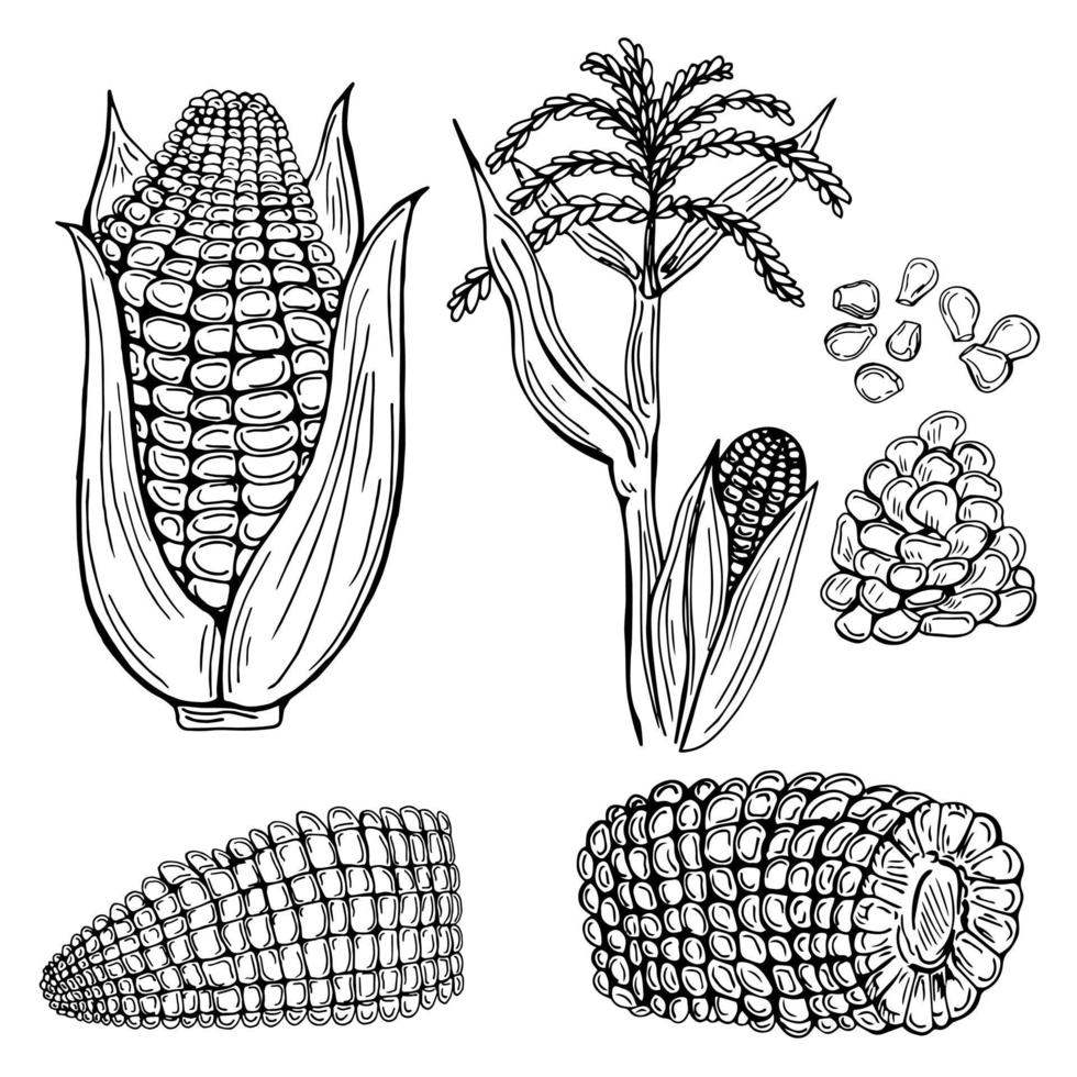 conjunto de ilustração vetorial desenhada de mão de milho. objeto de estilo gravado vegetal isolado. desenhos detalhados de comida vegetariana. produto no mercado agrícola. ótimo para menu, rótulo, crachá. vetor