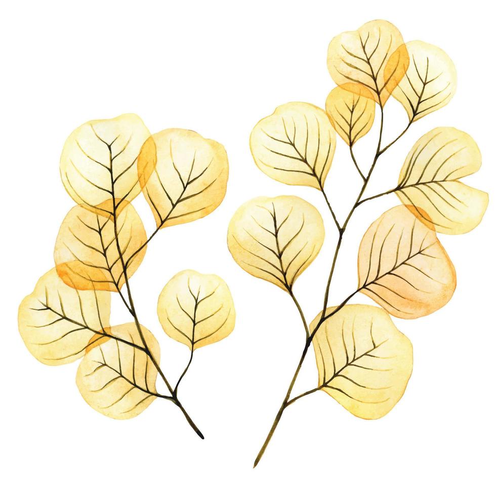 aquarela desenhando folhas transparentes e galhos de eucalipto amarelo e laranja. clipart, conjunto de folhas de outono isoladas no fundo branco vetor