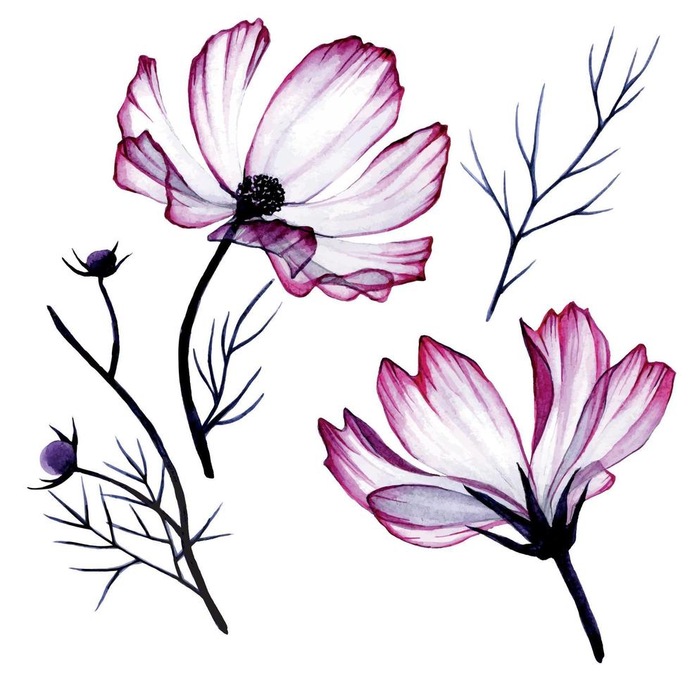 conjunto aquarela de botões de flores e folhas de cosmos de flores, camomila. flores de flores transparentes cor de rosa, desenho realista, clipart isolado no fundo branco. flores transparentes, raio-x vetor