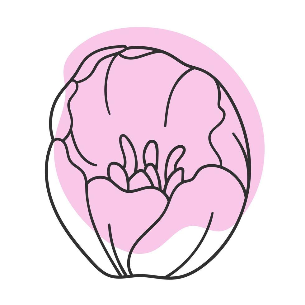 vetor linha ilustração preta gráficos flor tulipa com manchas de cores