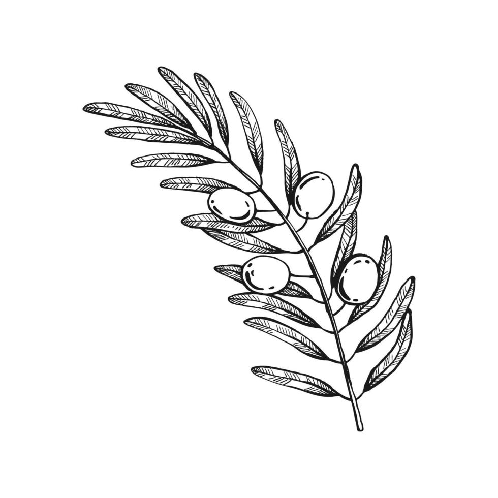 ramos de oliveira. cacho de azeitonas e ramos de oliveira com folhas. mão desenhada ilustração convertida em vetor. vetor