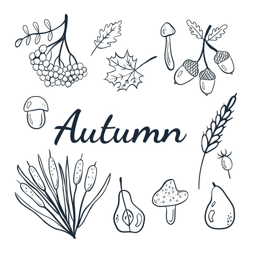 lindo conjunto de outono de rabiscos de outono aconchegante com rowan, cogumelos, folhas, pêra, trigo, bolotas, juncos. vetor