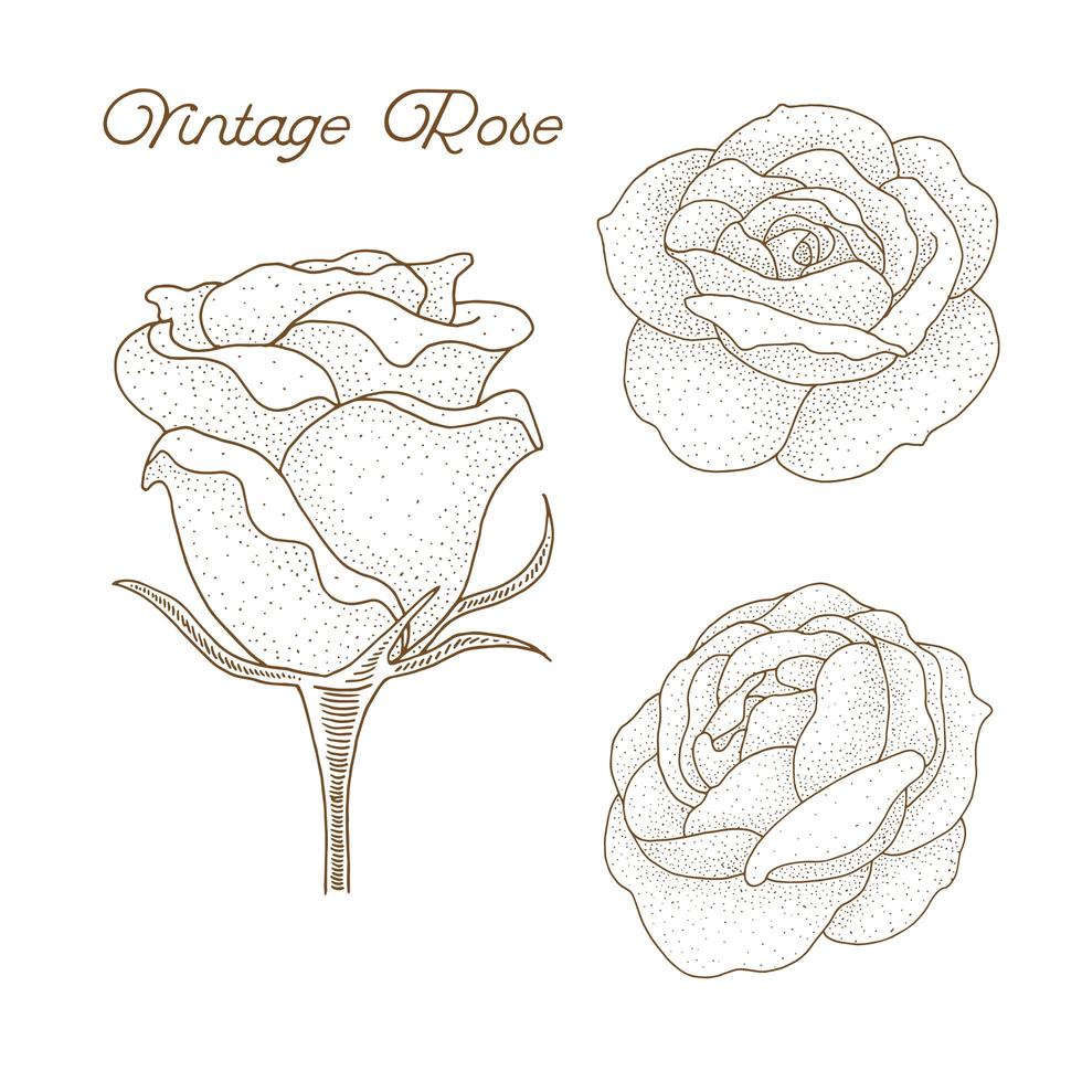 mão desenhada vintage rosa design vetor