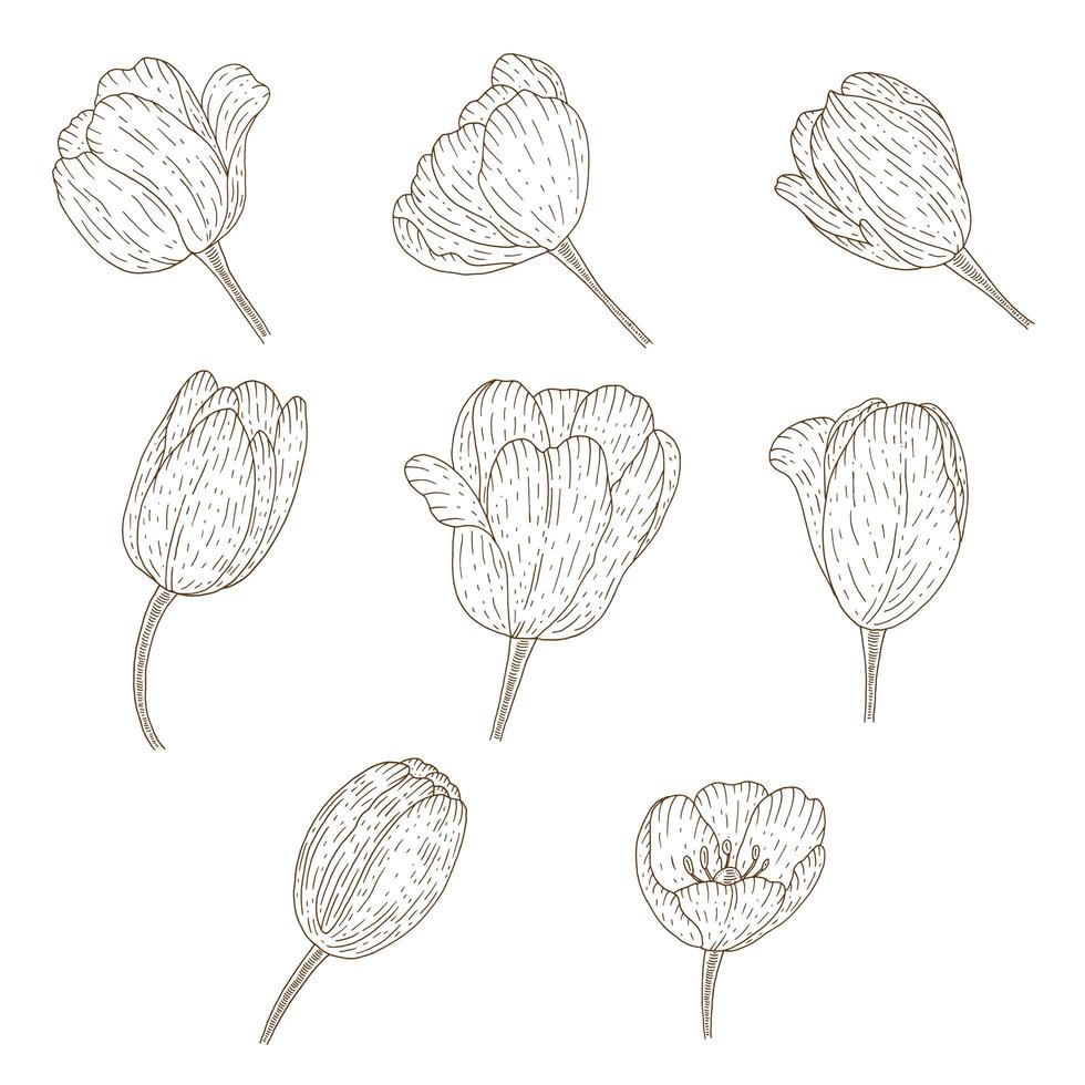 coleção de tulipas vintage vetor