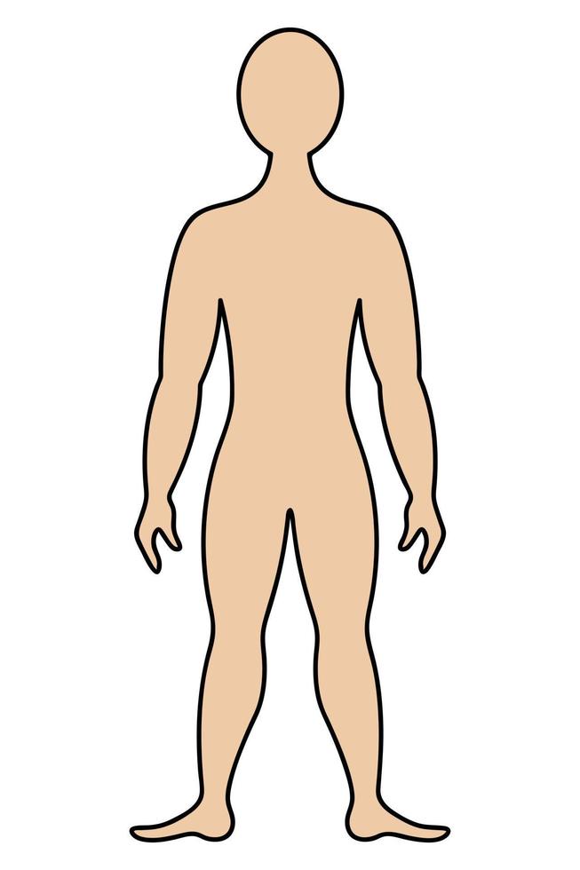 o corpo humano. ilustração vetorial de cor. homem musculoso em pleno crescimento. pessoa desconhecida. fundo isolado. estilo de desenho animado. tema médico. ideia para webdesign vetor