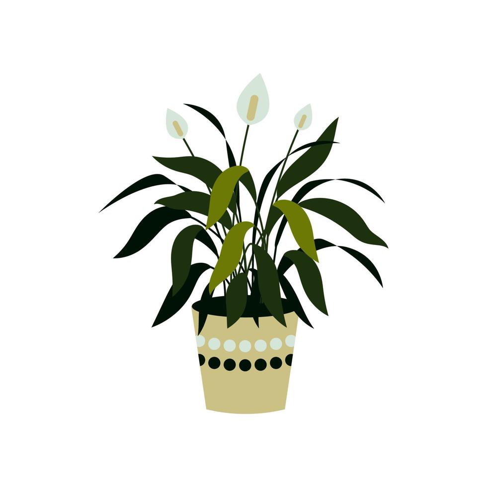 ilustração em vetor de um spathiphyllum isolado no branco. planta em casa em uma panela. elemento de design de interiores.