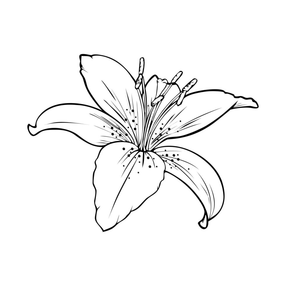 imagem monocromática, grande flor de lírio com veias, ilustração vetorial em fundo branco vetor