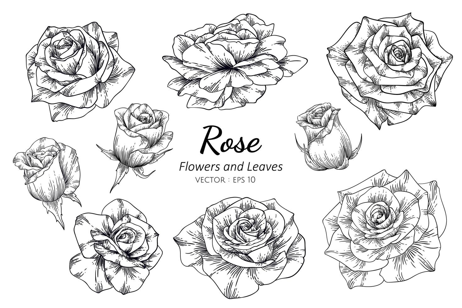 conjunto de rosas desenhadas mão vetor