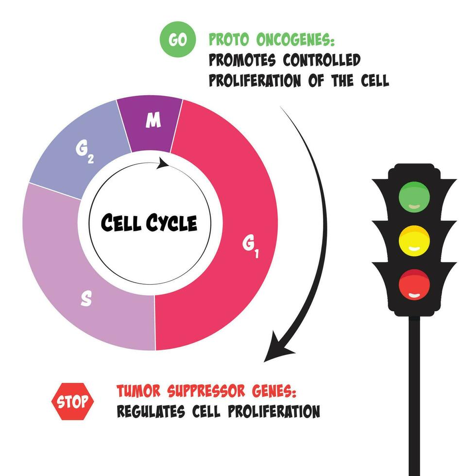 as funções de proto oncogenes e genes supressores de tumor no ciclo celular vetor