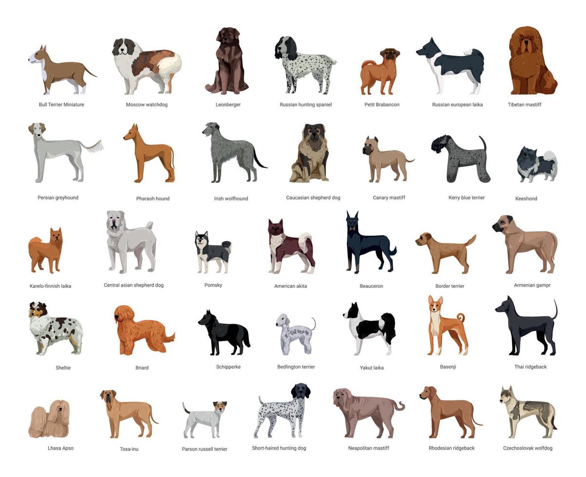 coleção de raças de cães vetor