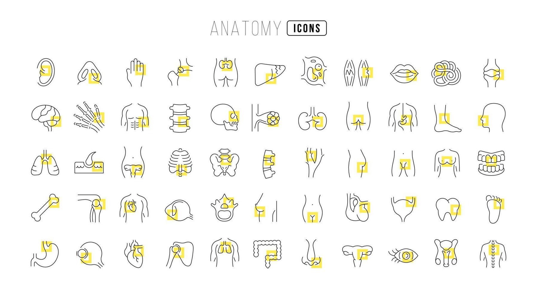 conjunto de ícones lineares de anatomia vetor