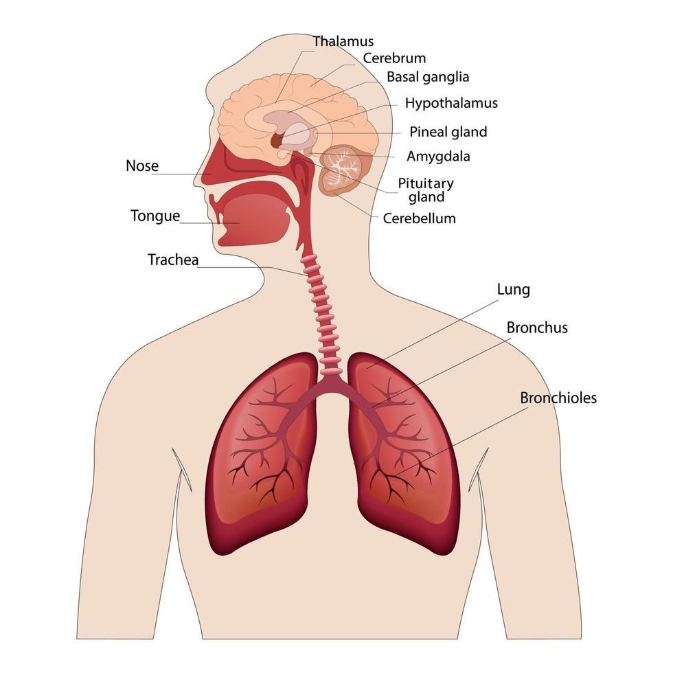 imagem da anatomia dos pulmões e do cérebro a localização dos órgãos internos do corpo humano. vetor