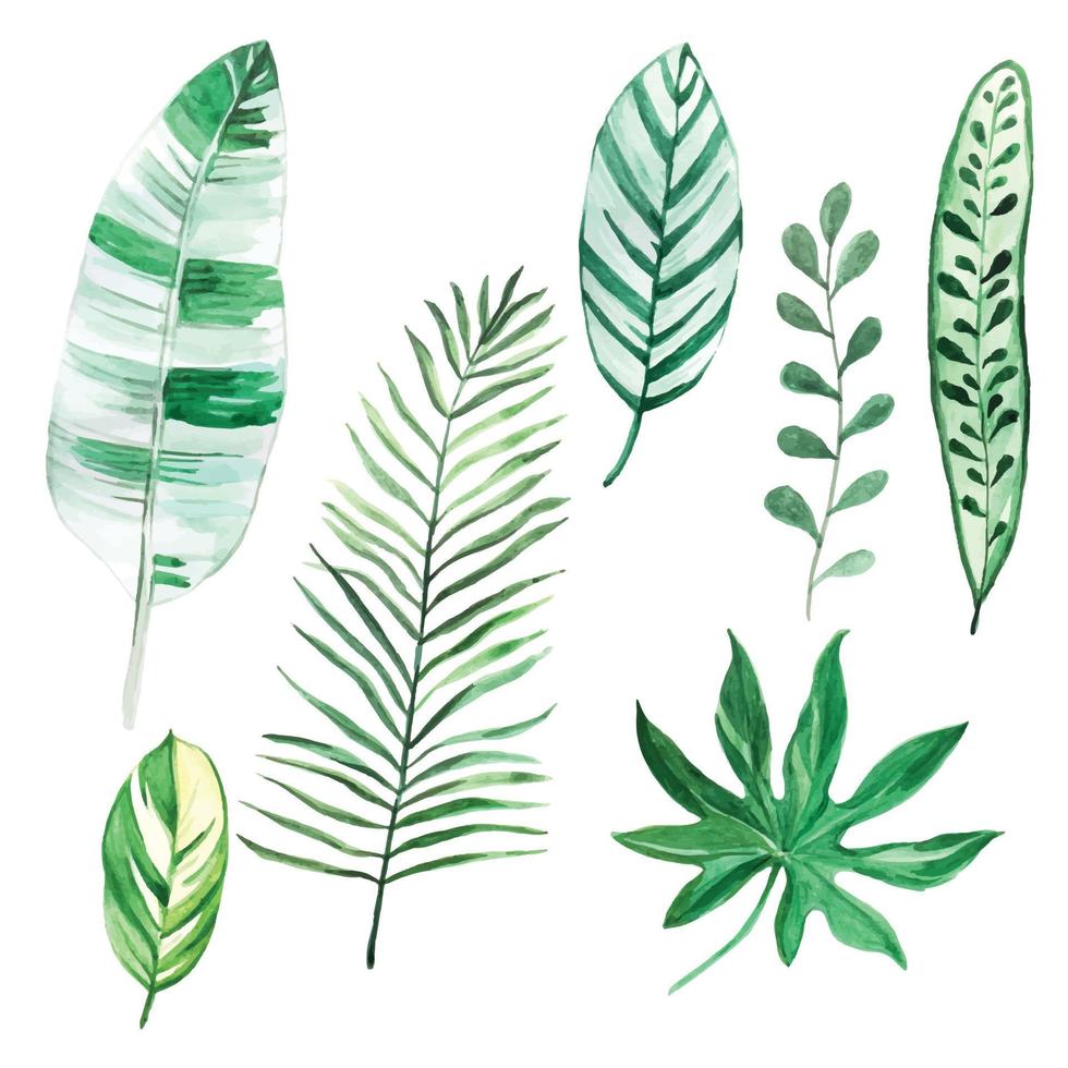 ilustração de estoque. conjunto de desenho em aquarela de folhas tropicais isoladas em um fundo branco. folhas de palmeira, banana, aralia, dracaena. folhas com manchas brancas vetor