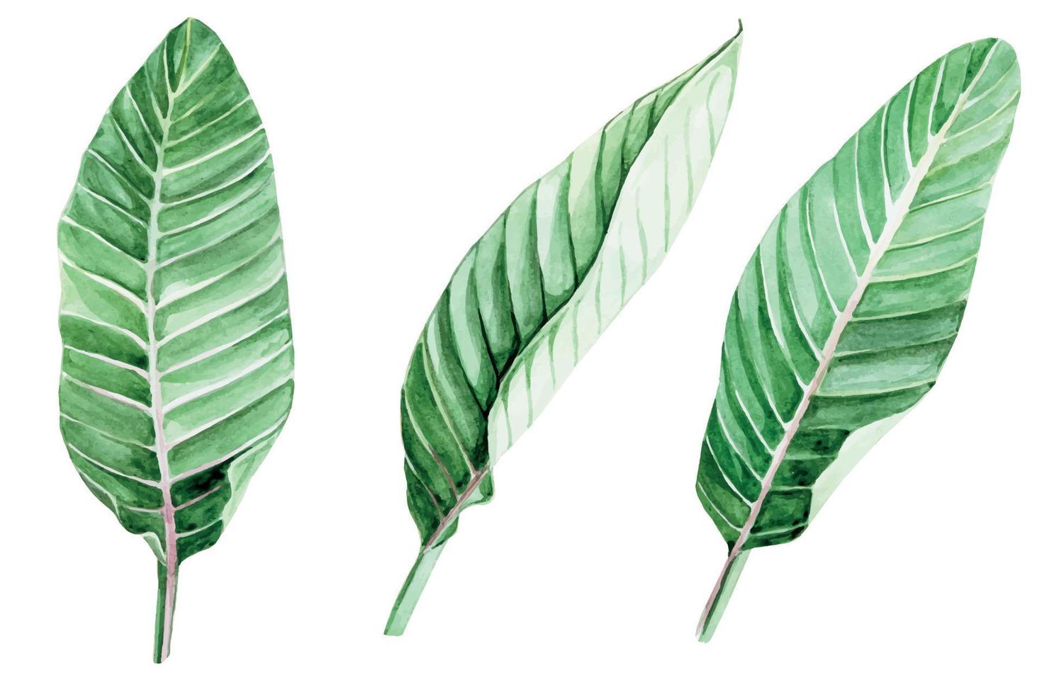 ilustração de estoque. conjunto aquarela de folhas tropicais isoladas no fundo branco. clip-art três folhas de plantas exóticas, palmeiras. vetor