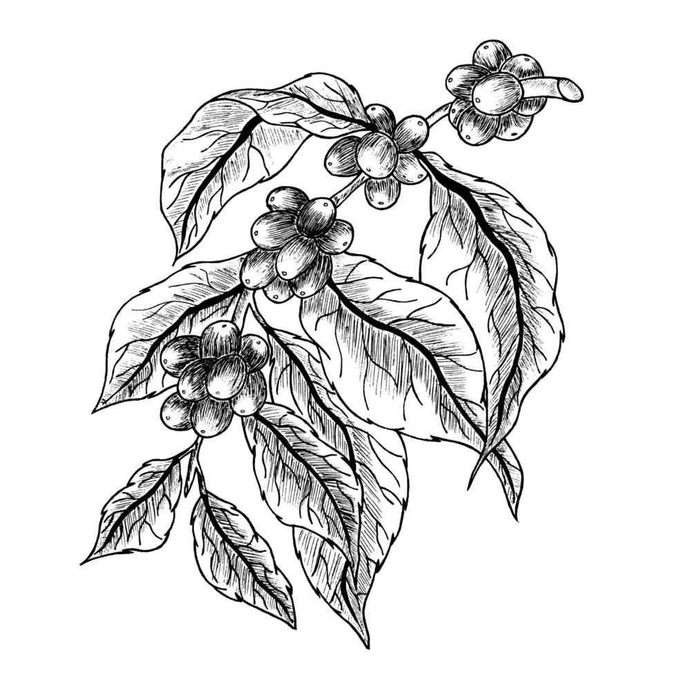 galho de árvore de café desenhado à mão isolado no fundo branco vetor