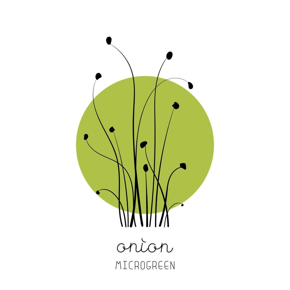brotos de cebola na ilustração em vetor esboço microgreen de fundo círculo. verde para jardinagem doméstica.