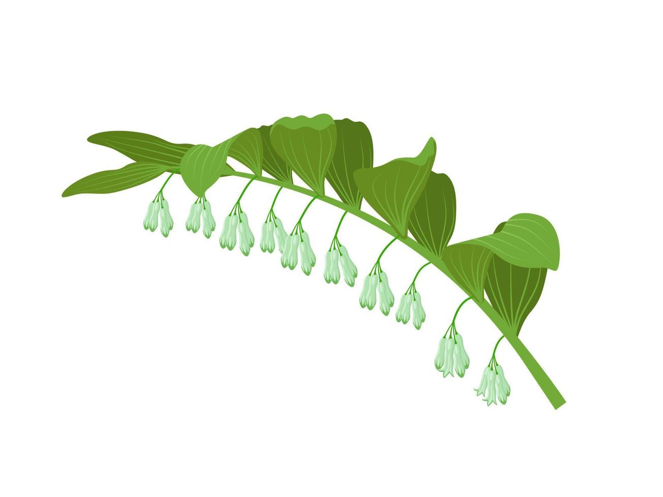 ilustração vetorial, planta de selo de salomão, nome científico polygonatum odoratum, isolado em um fundo branco. vetor