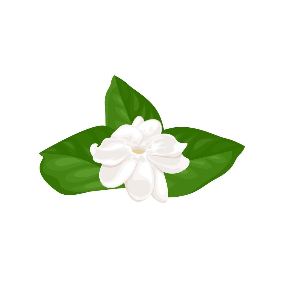 ilustração em vetor de flor de jasmim, isolada no fundo branco.