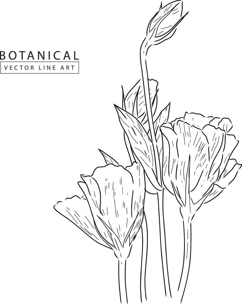 arte de linha vetorial botânica, ilustração de flores desenhadas à mão 03 vetor