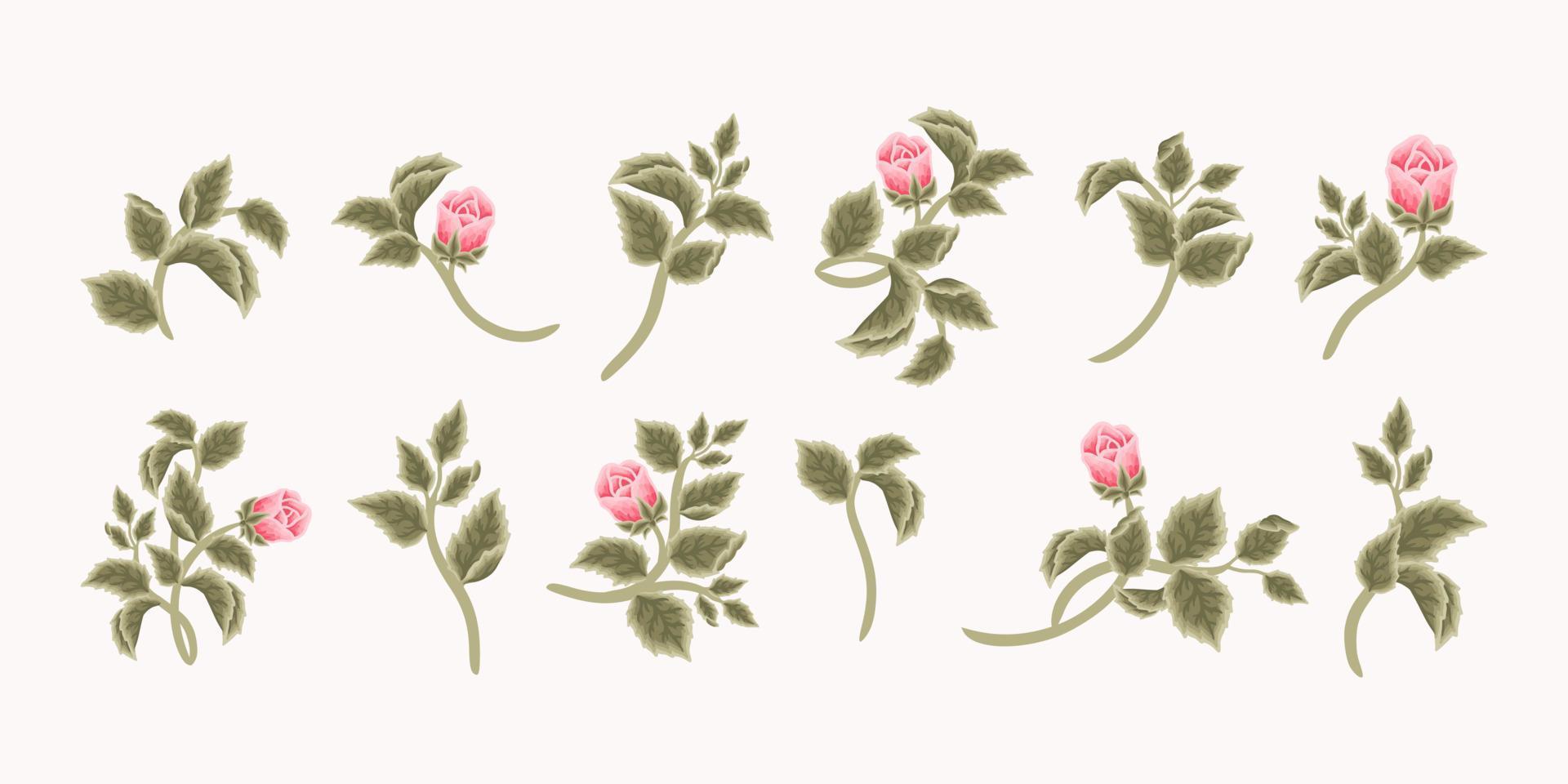 coleção de logotipo feminino vintage romântico botão de flor rosa, rótulo de beleza, elementos de marca vetor